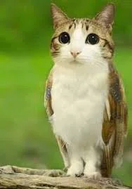 Image de meowl